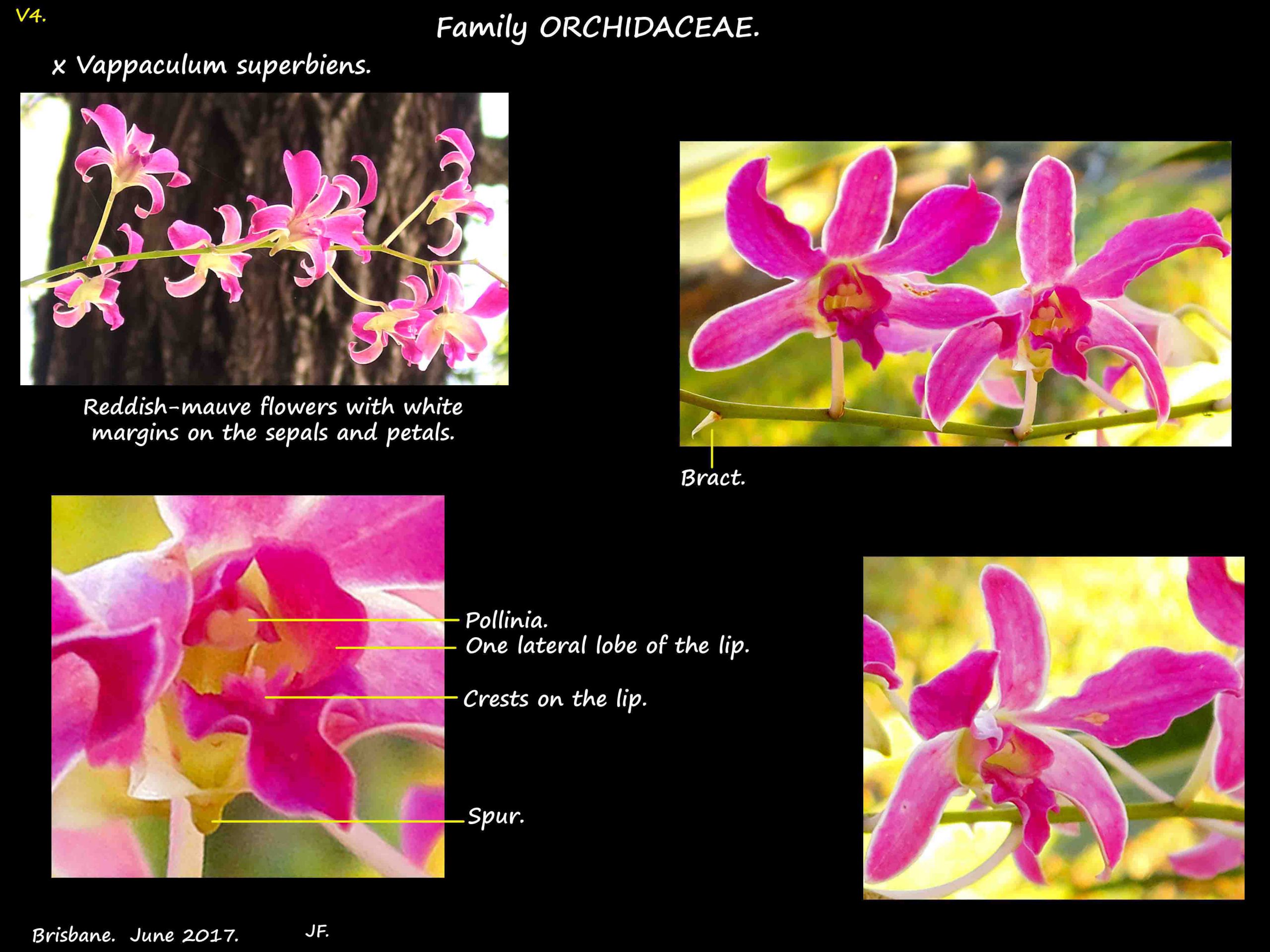 5 Curly pinks orchid flowers